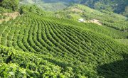 世界遺産　コロンビアのコーヒー産地の文化的景観